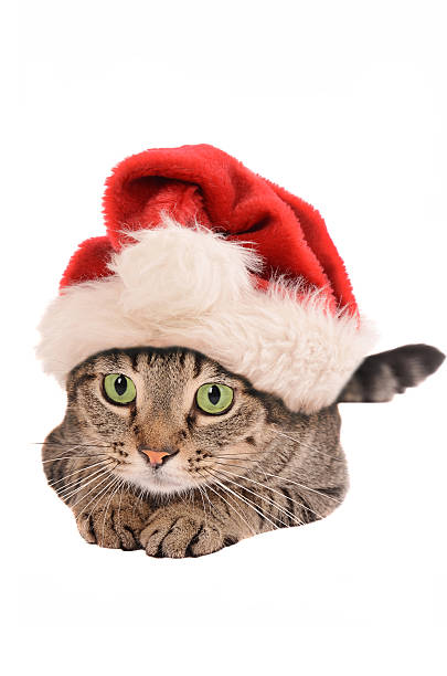 istock Cute Tabby Cat In a Christmas Hat - holiday theme 516065599