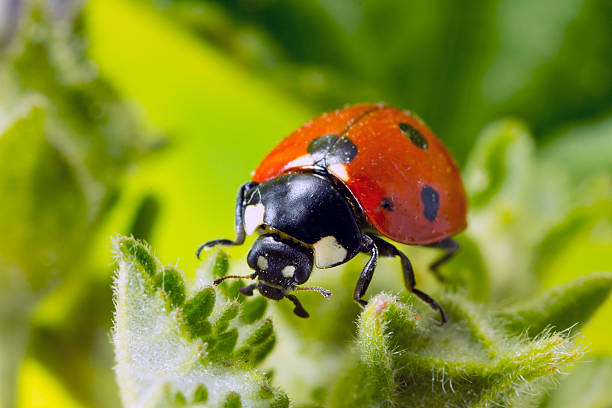 istock Ladybird moving on wild plant 516065610