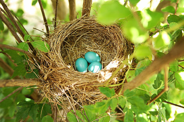 blaue robin eggs in nest - rotkehlchen stock-fotos und bilder