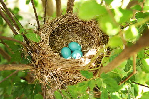 Blue Robin Eggs in a bird nest