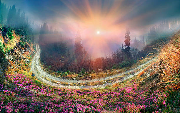 istock Rhododendrons of Carpathians 516066245