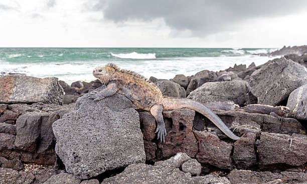 istock Marine Iguana Galapagos ,Isabella Island 516066682