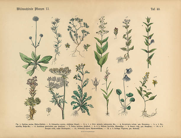 уайлдфлауэр лекарственных трав и растений, викторианской ботанический иллюстрация - succulent plant sedum temperate flower perennial stock illustrations