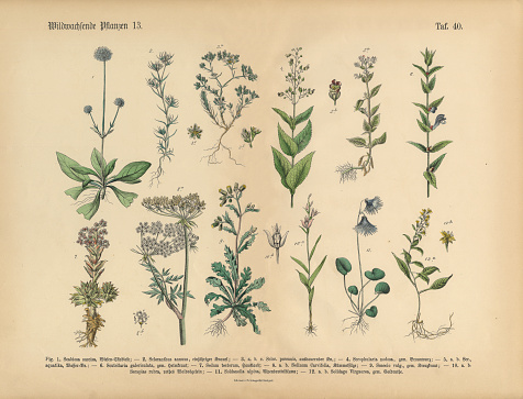 Very Rare, Beautifully Illustrated Antique Engraved Victorian Botanical Illustration of Wildflowers, Medicinal and Herbal Plants: Plate 40, from The Book of Practical Botany in Word and Image (Lehrbuch der praktischen Pflanzenkunde in Wort und Bild), Published in 1886. Copyright has expired on this artwork. Digitally restored.