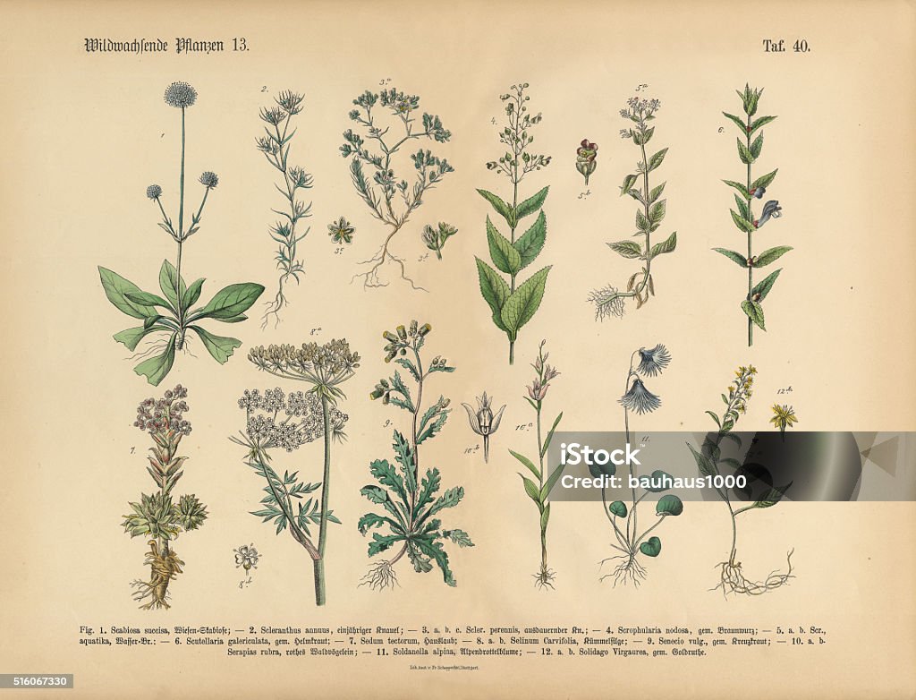 Wildflower and Medicinal Herbal Plants, Victorian Botanical Illustration Very Rare, Beautifully Illustrated Antique Engraved Victorian Botanical Illustration of Wildflowers, Medicinal and Herbal Plants: Plate 40, from The Book of Practical Botany in Word and Image (Lehrbuch der praktischen Pflanzenkunde in Wort und Bild), Published in 1886. Copyright has expired on this artwork. Digitally restored. Pincushion Flower stock illustration