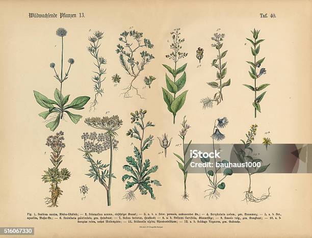 Wildflower And Medicinal Herbal Plants Victorian Botanical Illustration Stock Illustration - Download Image Now