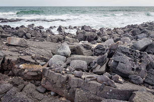 istock Marine Iguana Galapagos ,Isabella Island 516067344