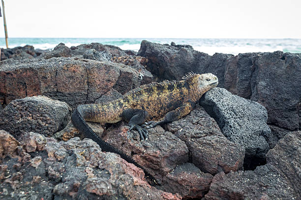 istock Marine Iguana Galapagos ,Isabella Island 516067792