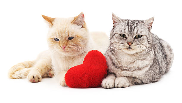 istock Two cats and red heart. 516068838