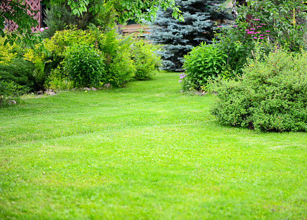 istock beautiful garden with trees, lawn with green grass 516068920