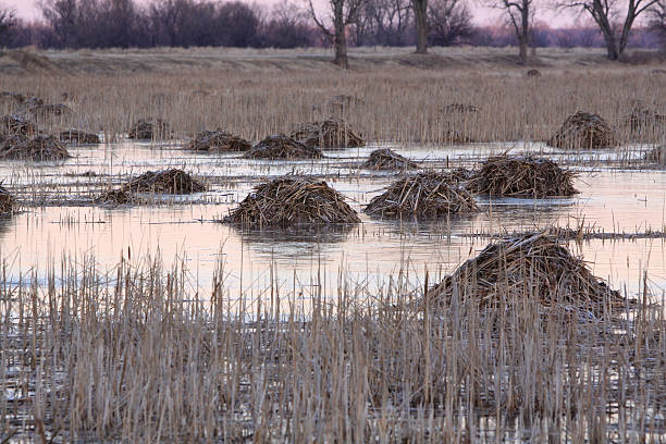 Muskrat Huts Muskrat huts in a marshy swamp area. ondatra zibethicus stock pictures, royalty-free photos & images