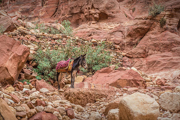 Bedouin donkey resting surrounded by red landscape Bedouin donkey resting surrounded by the rose red landscape, Petra, Jordan. Petra is one the New Seven Wonders of the World. donkey animal themes desert landscape stock pictures, royalty-free photos & images