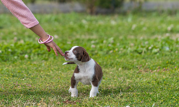 istock Beagle puppy on green grass 516070536