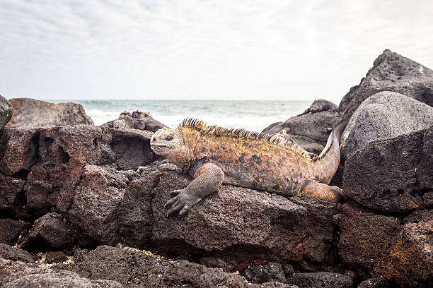 istock Marine Iguana Galapagos ,Isabella Island 516070690