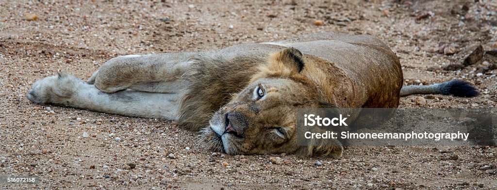 Lion laying and starring Laying Lion starring in the Kapama Game Reserve, South Africa. Africa Stock Photo