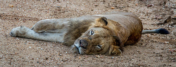 Lion laying and starring Laying Lion starring in the Kapama Game Reserve, South Africa. kapama reserve stock pictures, royalty-free photos & images