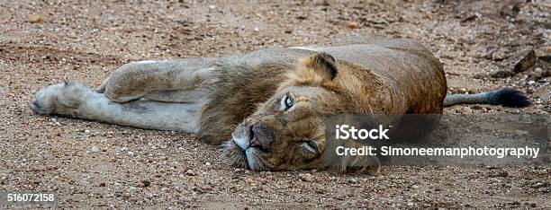 Lion Laying And Starring Stock Photo - Download Image Now - Africa, Animal, Animal Wildlife