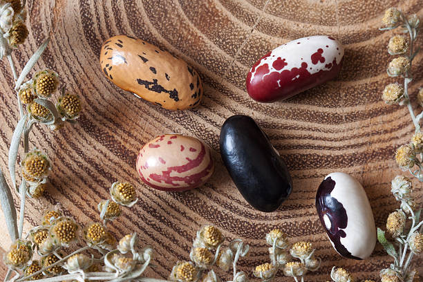 istock color haricot on wooden table background 516072800
