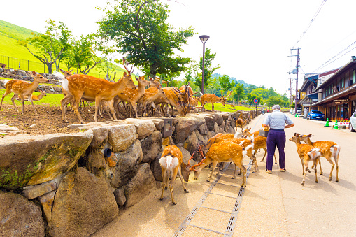 Nara, Japan - June 24, 2015: Elderly senior Japanese man feeding the revered deer of Nara