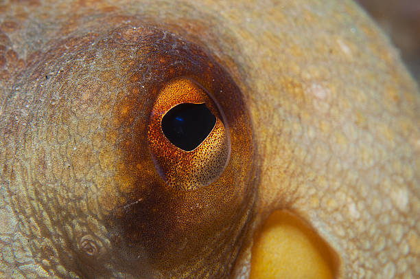 istock Octopus is camouflaged among the rocks 516073318