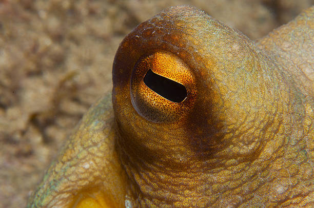 istock Octopus is camouflaged among the rocks 516073740
