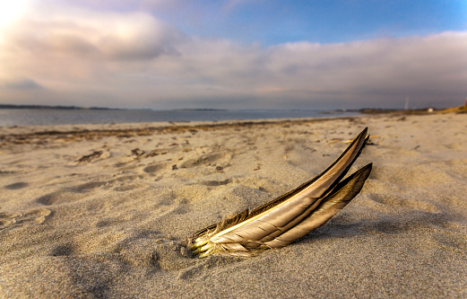 Feather on a beach i evening light