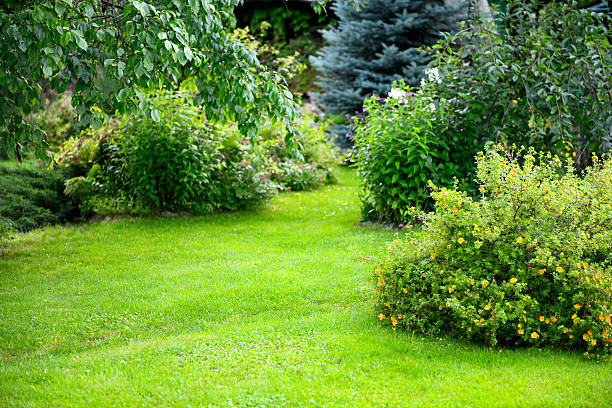 beautiful garden with trees, lawn with green grass