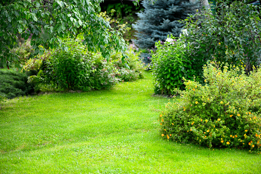 beautiful garden with trees, lawn with green grass