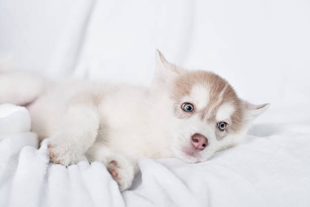 istock Cute little puppy sit on white background 516075066