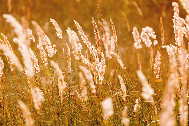 istock Natural background with yellow dried grass. Autumn background 516075148