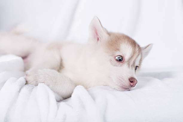 istock Cute little puppy sit on white background 516075224