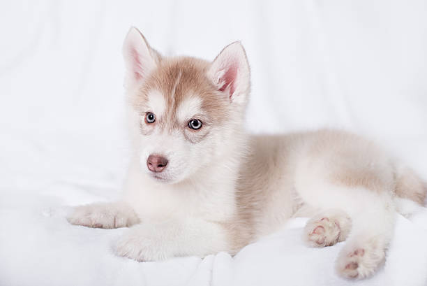 istock Cute little puppy sit on white background 516075370