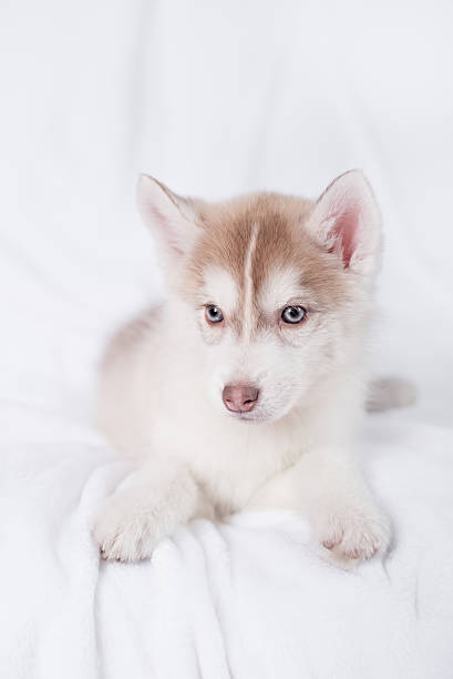 istock Cute little puppy sit on white background 516075550