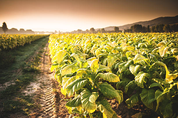 Tobacco field at sunset