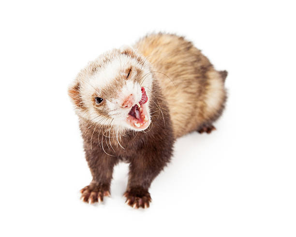 istock Funny Hungry Pet Ferret on White 516076444