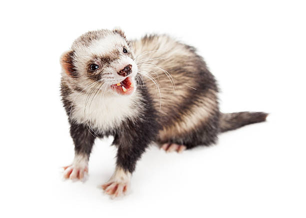 istock Ferret Mouth Open Funny Ferret 516076624