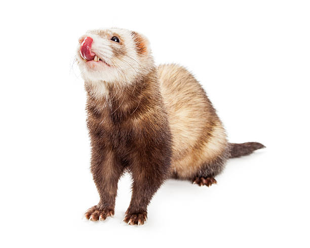 istock Cute Hungry Pet Ferret on White 516076796