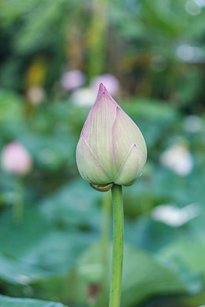 istock flower in pai thailand 516077061