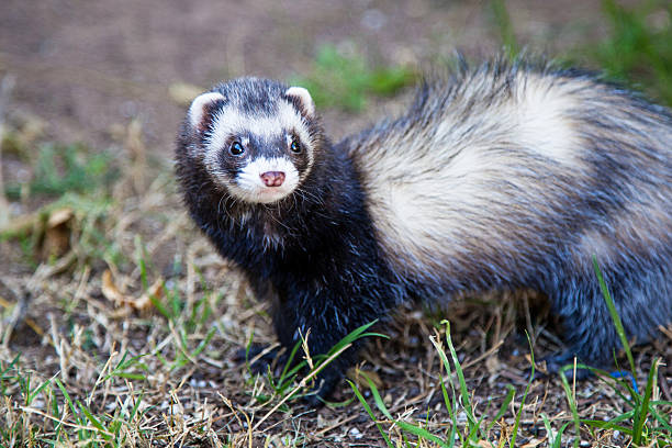 istock Closeup Pet Ferret on Grass 516077134