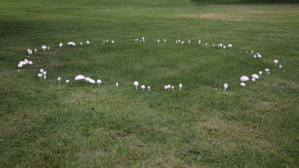 Fairy Ring Fairy Ring are also known as: Fairy Circle, Elf Circle, Elf Ring, and Pixie Ring.  The mushrooms in a Fairy Ring are Thiers' lepidella (Amanita thiersii) fungi.  Thiers' lepidella (Amanita thiersii) fungi, is found from Texas to Indiana in the United States. amanita phalloides stock pictures, royalty-free photos & images