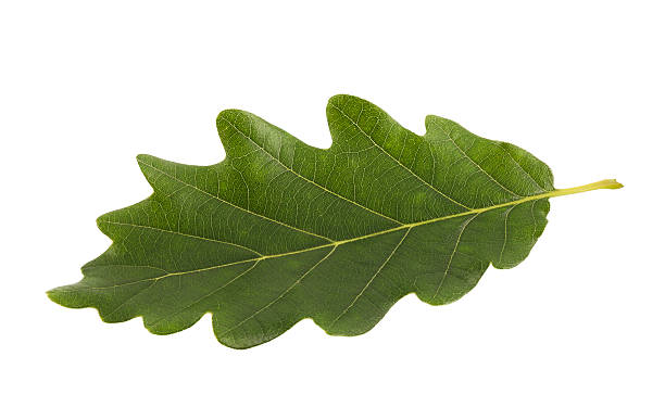 istock Green oak leaf isolated on white with clipping path 516077484