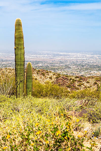 istock Phoenix Arizona Desert With Saguaro Cactus and Cityscape 516077956