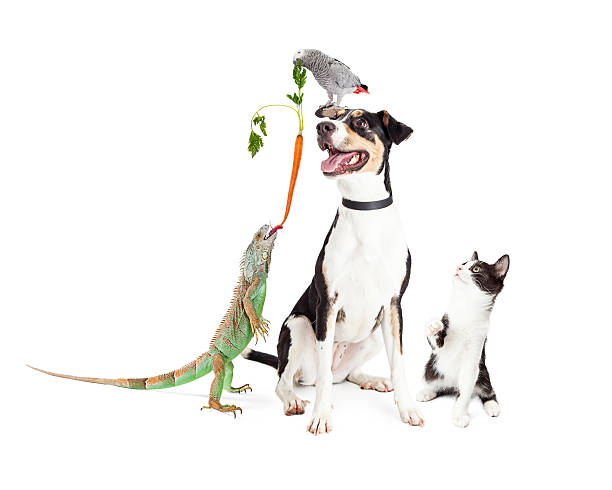 istock Funny Domestic Pets Interacting Together 516078342