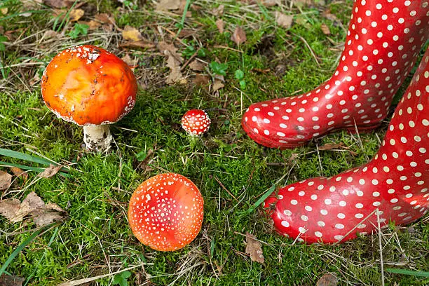 Amanita muscaria and rubberboots with similar colors.