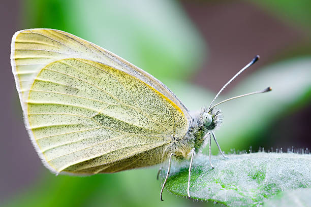 istock Butterfly pollinating a flower. Pieridae 516078375