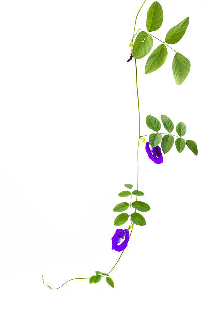 istock Blue asian pigeonwings flower isolated 516078841