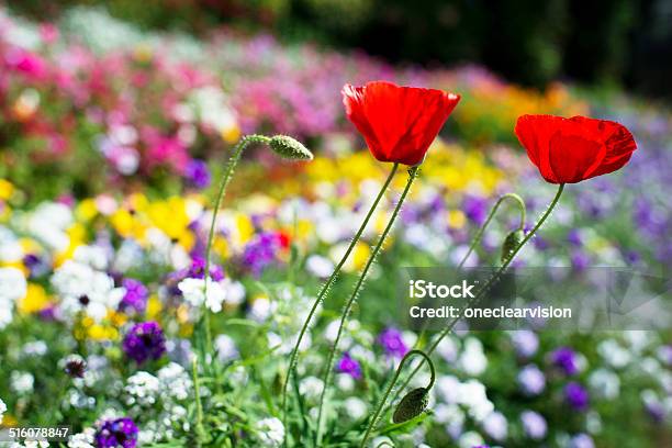 Red Poppy Flowers Stock Photo - Download Image Now - Agricultural Field, Beauty, Beauty In Nature