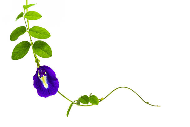 istock Blue asian pigeonwings flower isolated 516078867