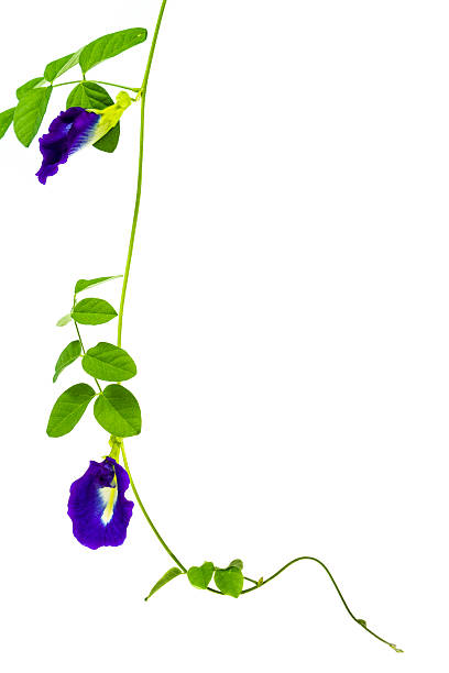 istock Blue asian pigeonwings flower isolated 516078881