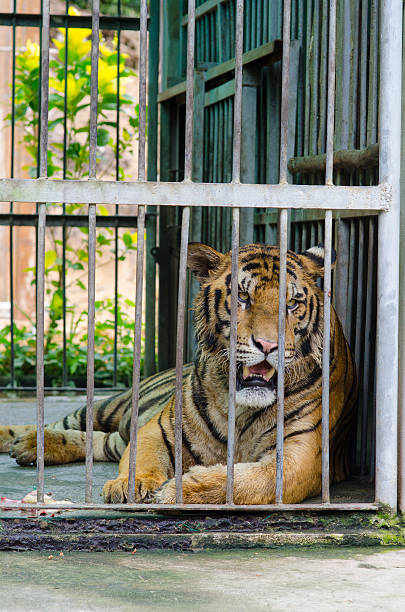 istock tiger in a cage, portrait 516078978